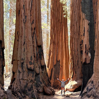 Land of the Giants. Sequoia National Park, California. US Southwest Trip Day 12 [POL/ENG].