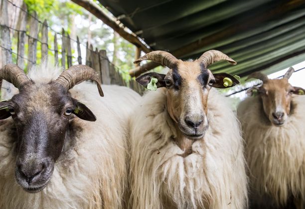 Sheep shaving festifal