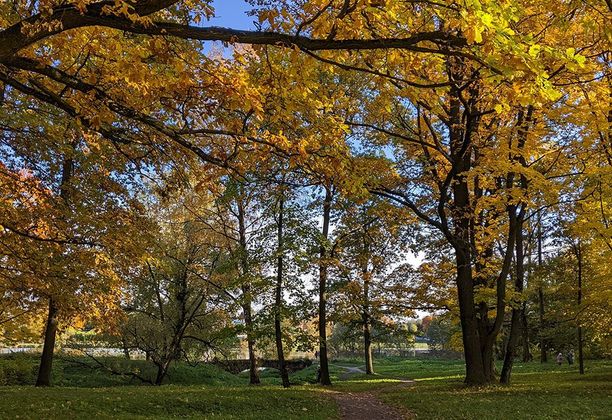 Wednesday Walk in the suburban park in Strelna