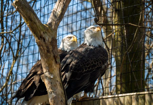 Draft Wednesday Walk more shots from a walk in the local zoo