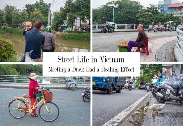 Meeting a Duck Had a Healing Effect. Street Life in Vietnam