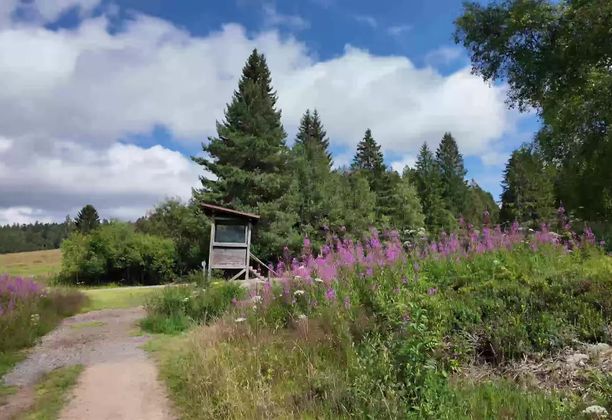 A Day in the Enchanted Forest: Our Trip to Bernau Zauberwald, Germany