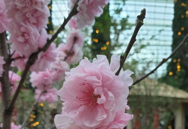 TacoCat’s Travels #187 (SG): Sakura Sighting in Singapore!