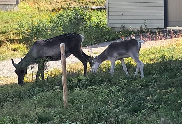 Getting close to Reindeer’s in Kuusamo, Finland