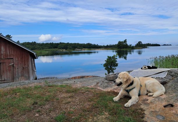 Essential Guide to Travelling With a Dog in a Motorhome