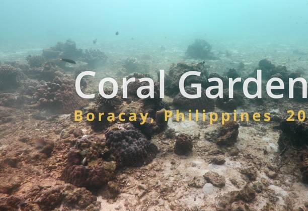 Exploring the Underwater Wonderland of Coral Gardens Boracay, Philippines