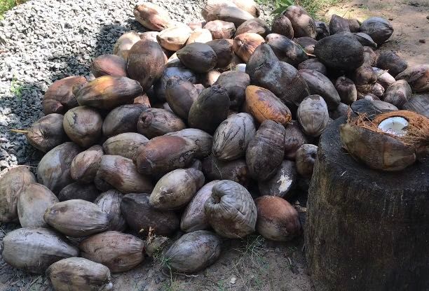 Sri Lanka #5 How the coconut become coconut oil ?My job in a coconut farm