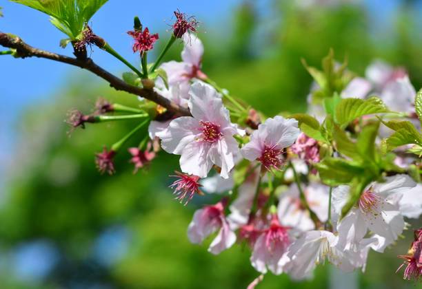 Where to find Cherry Blossoms in Taiwan?