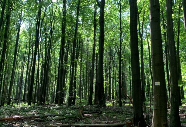 Wątkowa - esencja przyjemności wędrowania. Co robić po drodze w Bieszczady i czym się różni U od Ó.