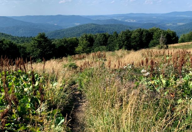 Halicz, Tarnica, Bukowe Berdo. Część II. Iść, ciągle iść... połoniną