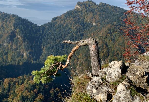 Złota Polska Jesień w Pieninach. Część 3: Sokolica i Trzy Korony, czyli pieniński klasyk.