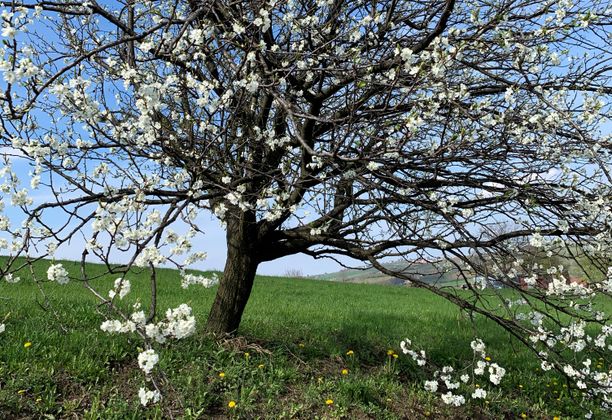 Tour de Beskid Wyspowy: Modyń, Kamionna, Ciecień. Przyszła Wiosna.