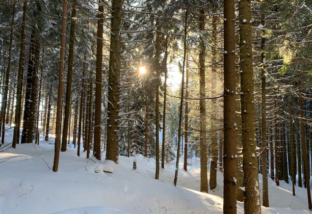 Dwie Zimy pod Lipowską, czyli czego można nauczyć się od wilków. Two Faces of Winter [POL / ENG]