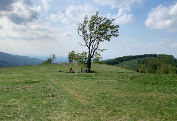 Piękna Hala Jaworowa uratowana. Utopiec na Grabowej, widok na Malinowskiej Skale i ołtarz na Kotarzu