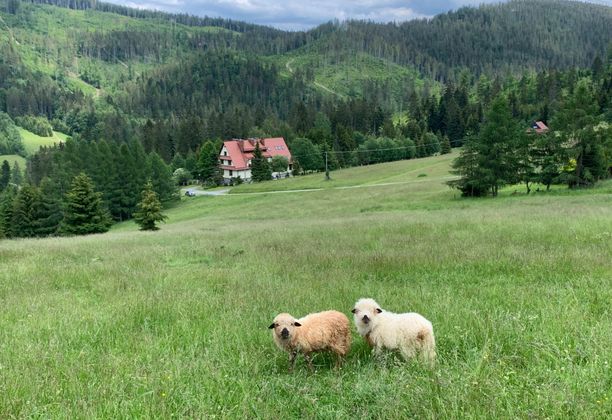 Skąd nie widać Babiej Góry. Cudna Hala Rycerzowa przez intrygujący Muńcuł (Beskid Żywiecki).