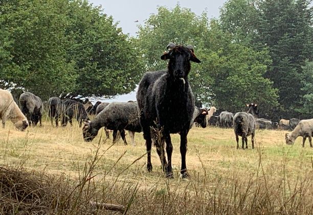 Smok na magmowej górze, ksiądz Blachnicki, czarne owce i deszczowe widoki z wieży na Lubaniu. Gorce