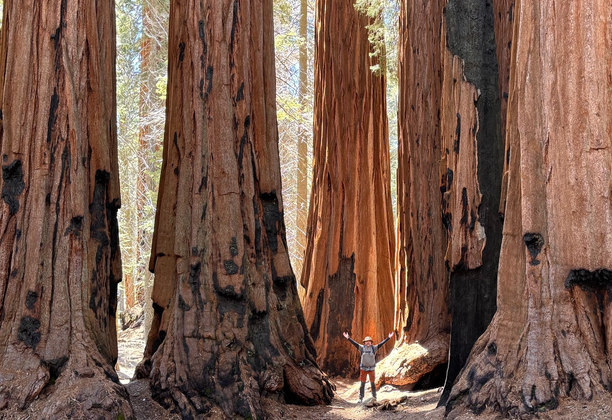 Land of the Giants. Sequoia National Park, California. US Southwest Trip Day 12 [POL/ENG].