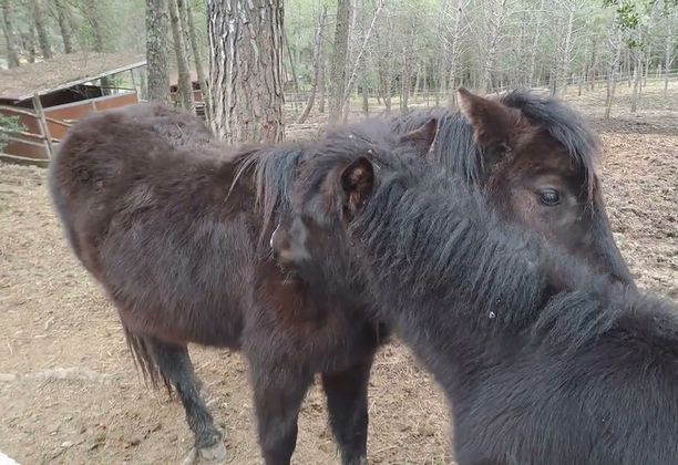 Monterufolini Horses -  Pomarance