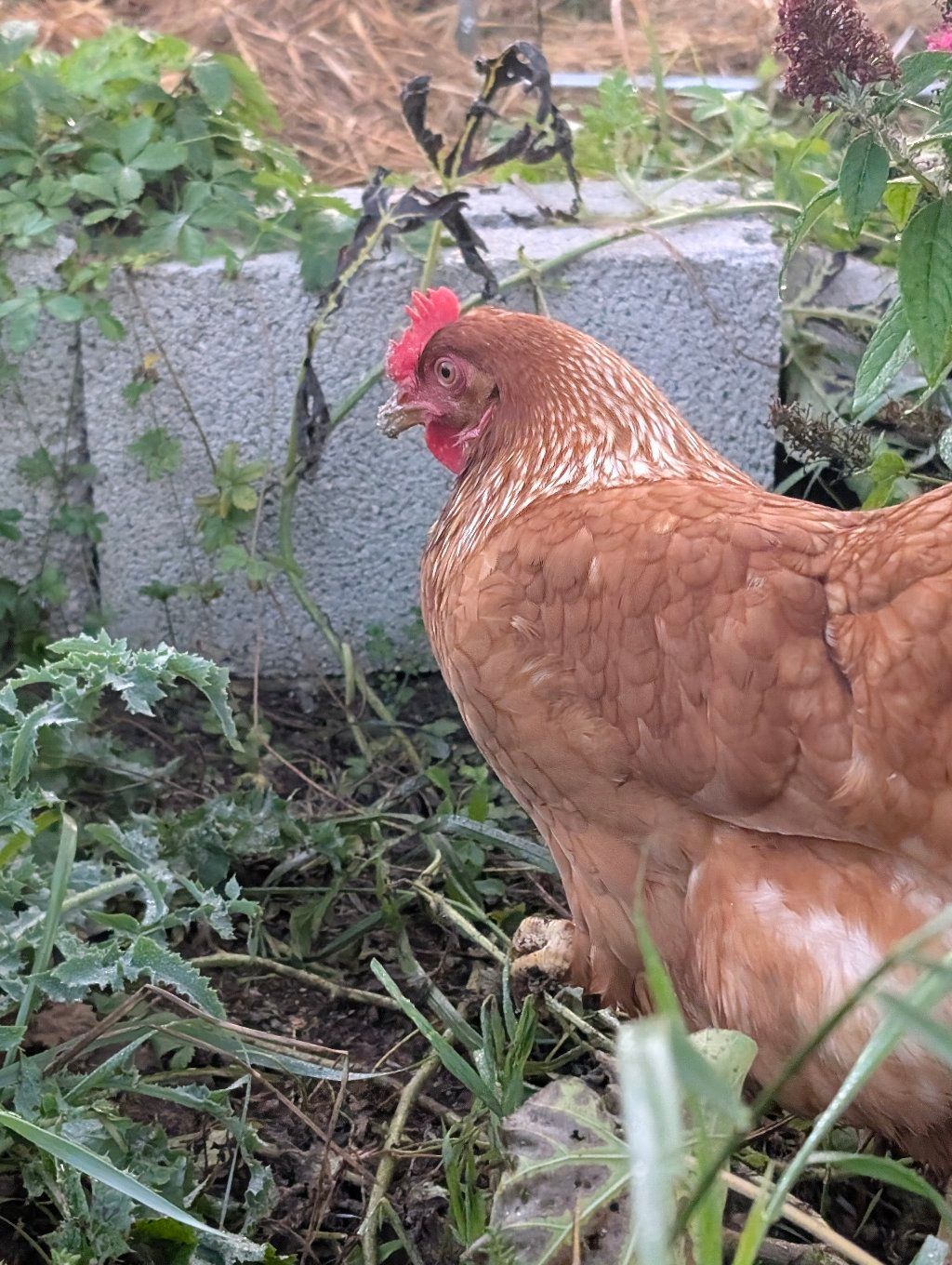 PHOTO: brown hen in profile in the garden