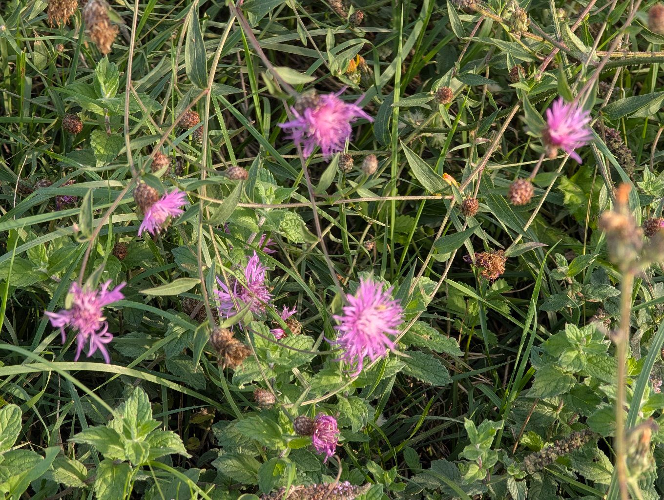 PHOTO: pink knapweed flowers in the grass