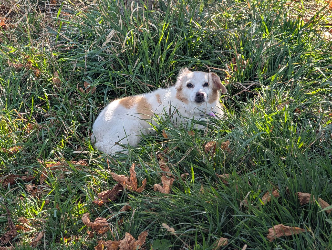 PHOTO: @bdog resting in the grass, looking at the camera