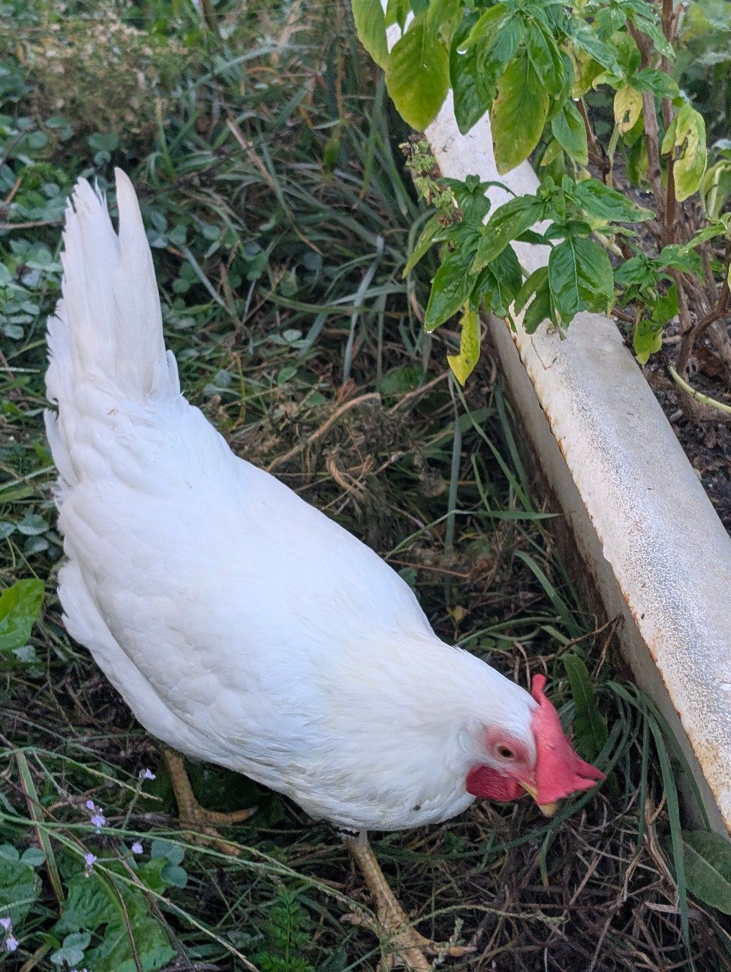 PHOTO: white hen close-up scratching next to the basil