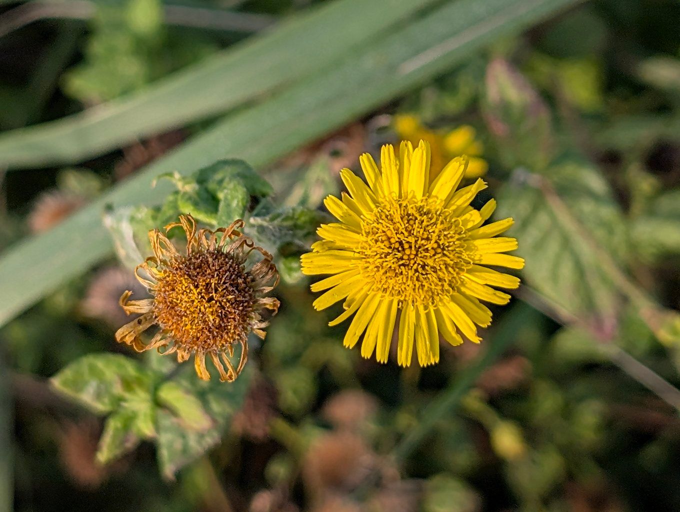 PHOTO: a fresh yellow flower next to a withered one