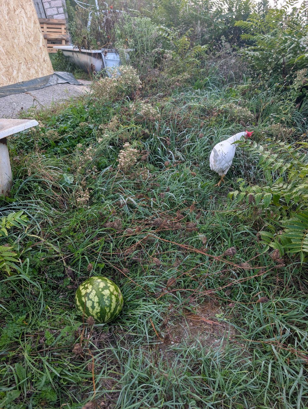 PHOTO: white hen in the tall grass with a small watermelon in front