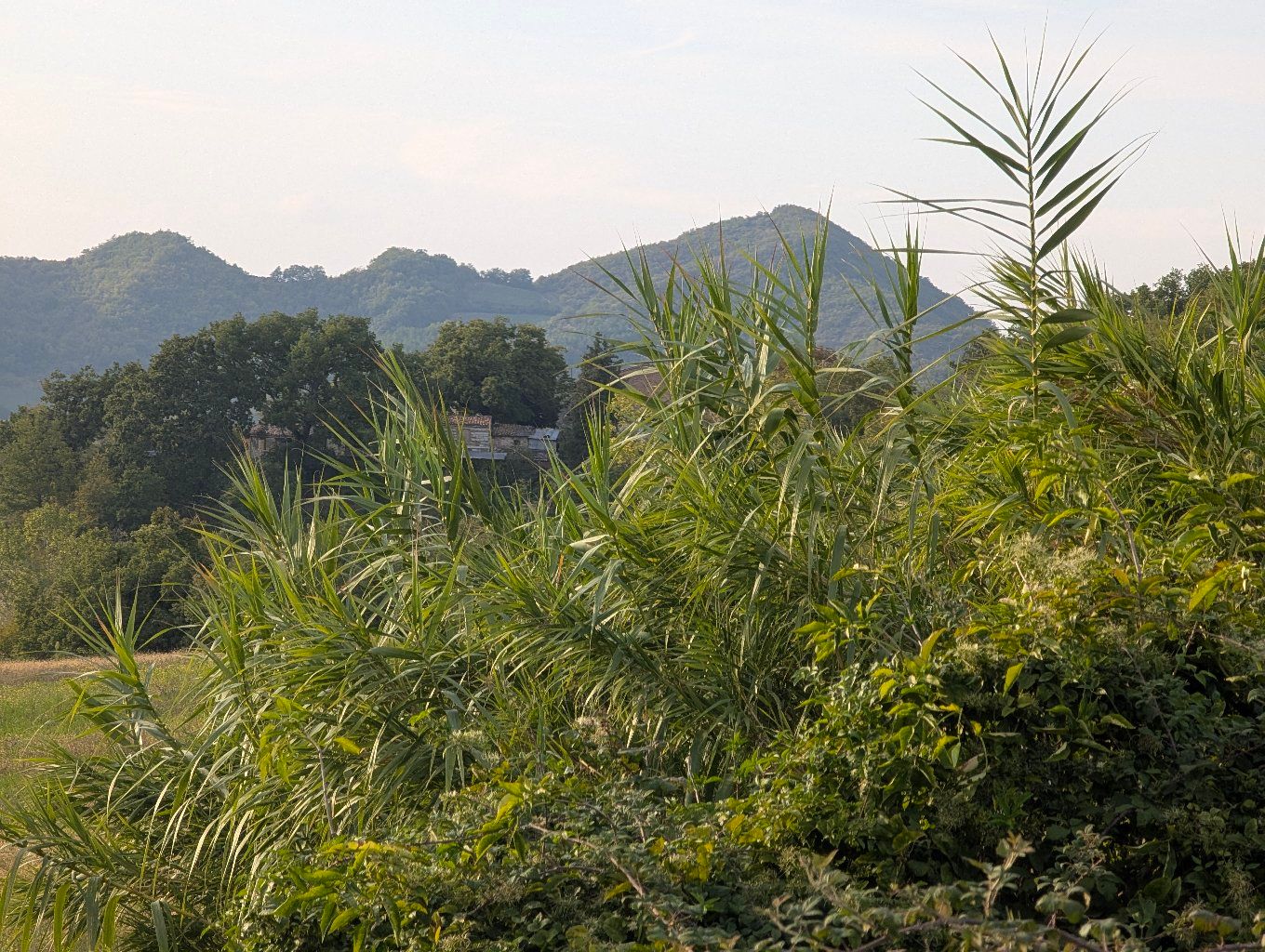 PHOTO: hills and a clear morning sky over the fields, reeds in the foreground