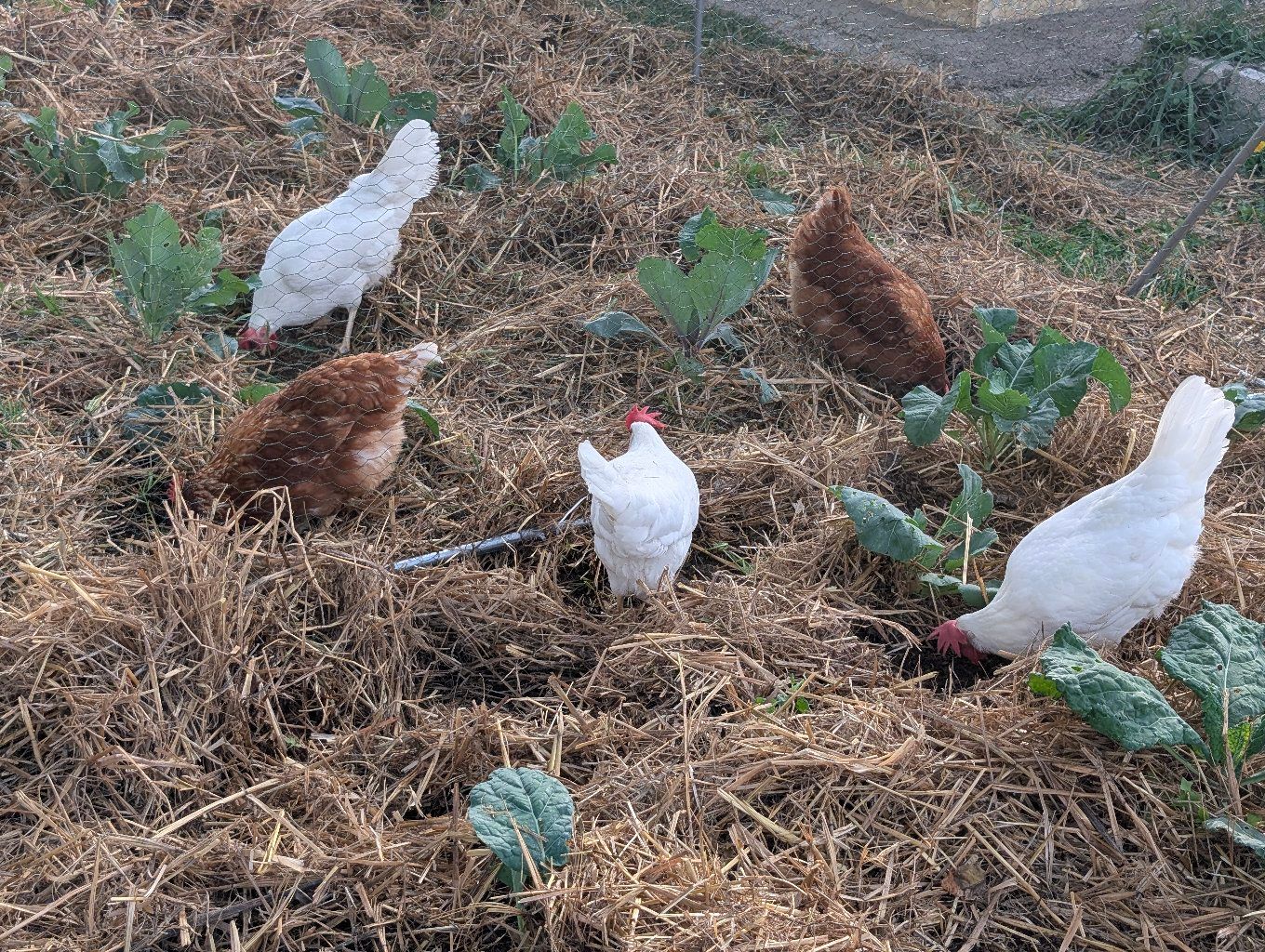 PHOTO: fuve hens scratching and eating in the winter garden, with the coop behind
