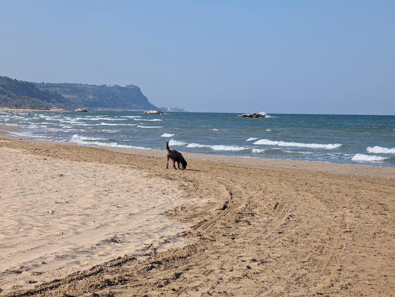 PHOTO: @choko.shock sniffing the sand with the Marche coastline and the sea behind him