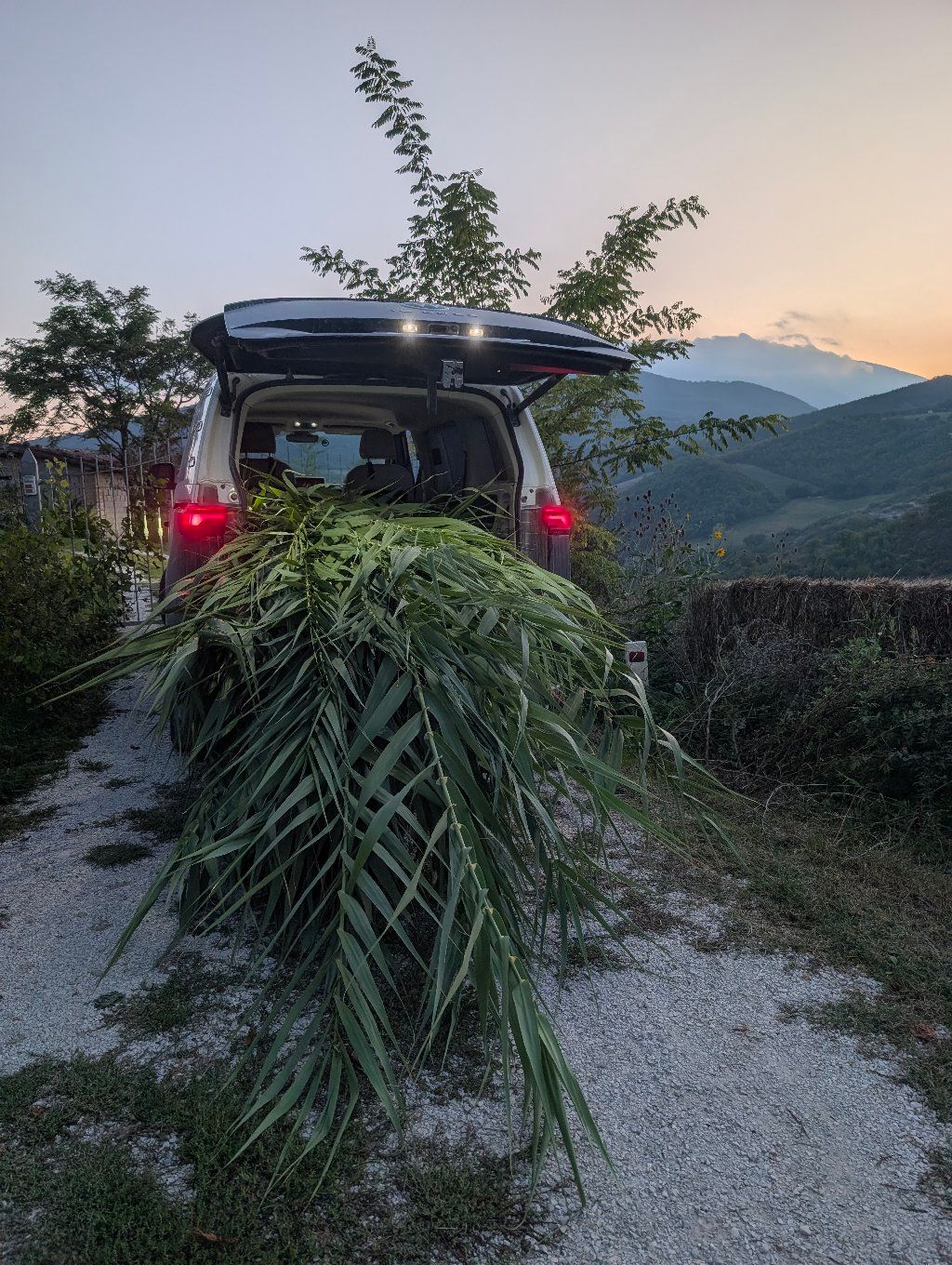 PHOTO: the car trunk packed with reeds at dusk, with hills in the background