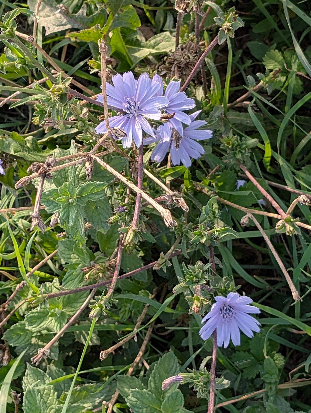 PHOTO: blue chicory flowers among the mint leaves