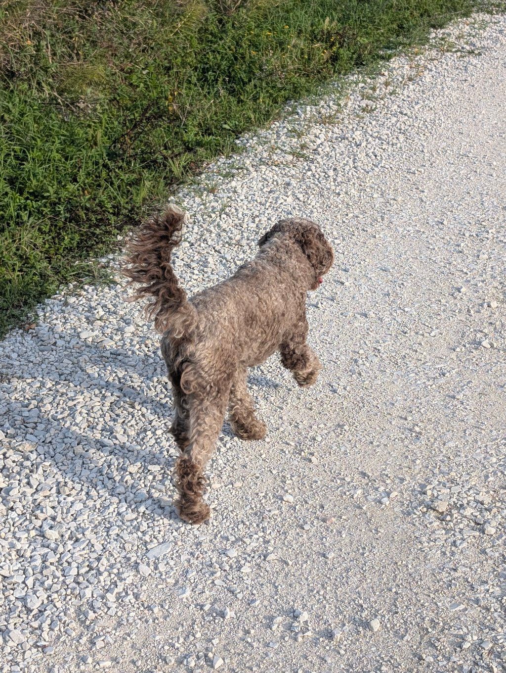 PHOTO: Choko trotting on the white gravel road with his tail up
