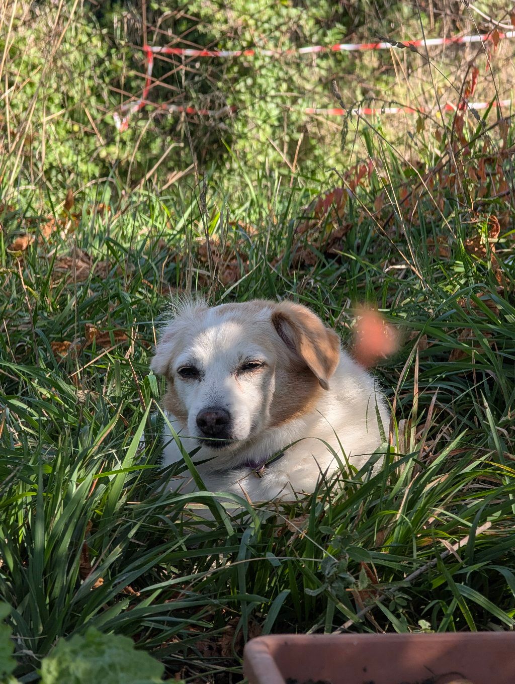 PHOTO: @bdog peeking from the tall grass, with the red-and-white tape of the field behind her