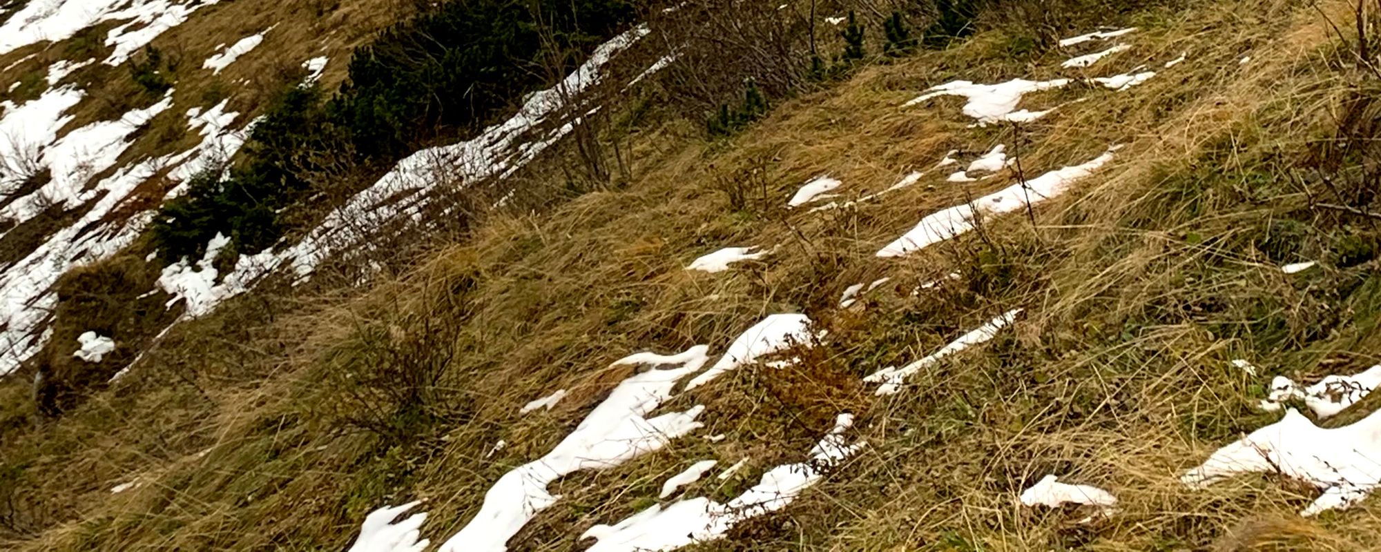 Kozice na Czerwonych Wierchach. 4 dwutysięczniki i Giewont na dokładkę.