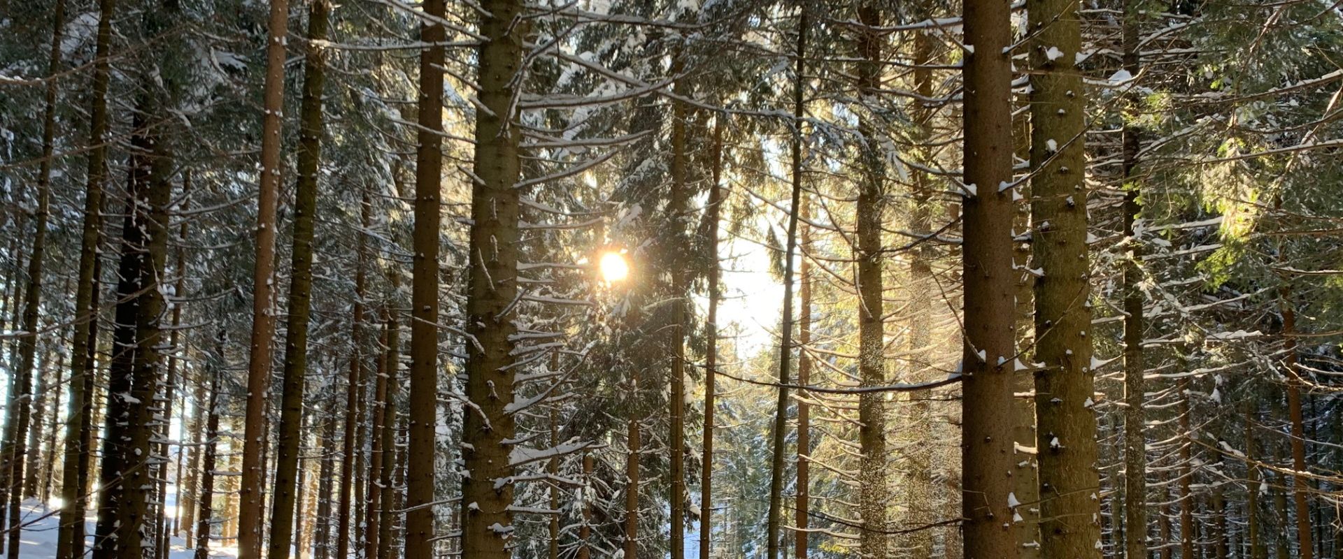 Dwie Zimy pod Lipowską, czyli czego można nauczyć się od wilków. Two Faces of Winter [POL / ENG]