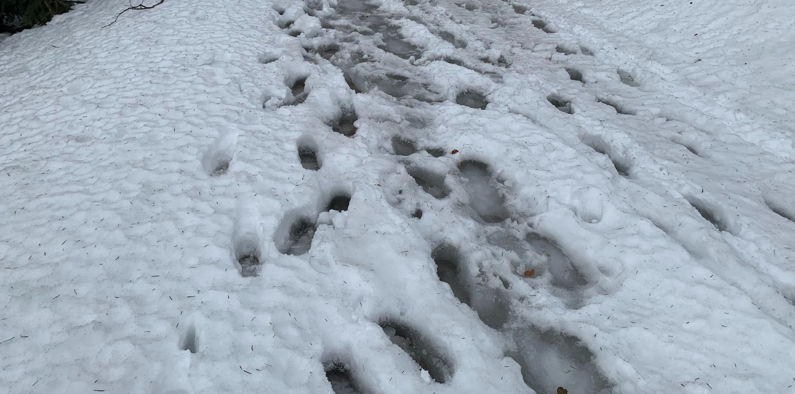 Magura pokonała nas odwilżą, czyli Kozia Góra zamiast Klimczoka. Trasa z Bystrej w Beskidzie Śląskim