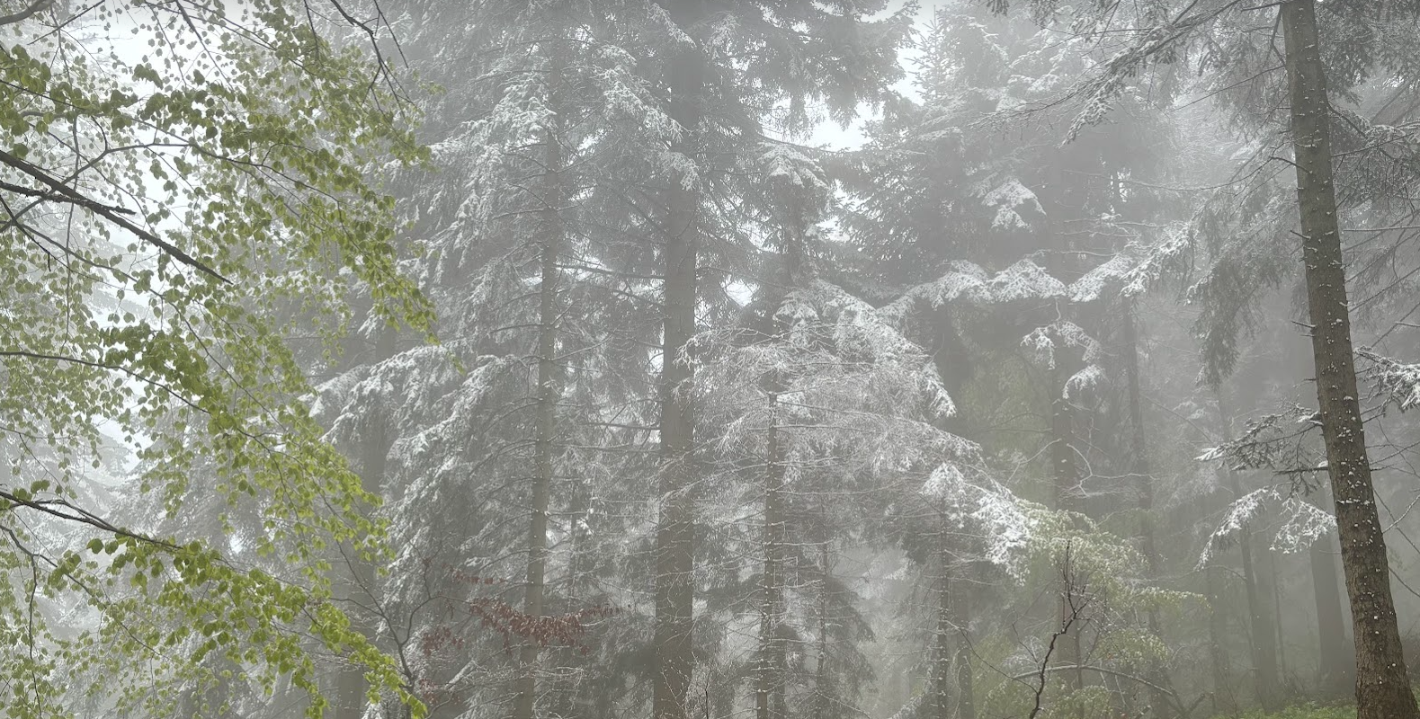 Zielony szlak Wincentego Pola. Odcinek 2: Nowica - Wysowa-Zdrój. Beskid Niski na wyłączność.