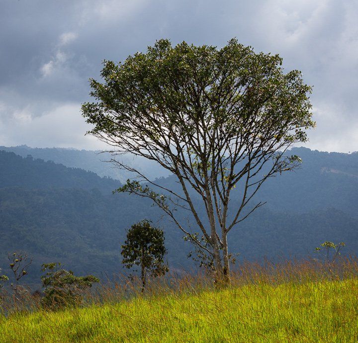 The cloud forest of Mindo