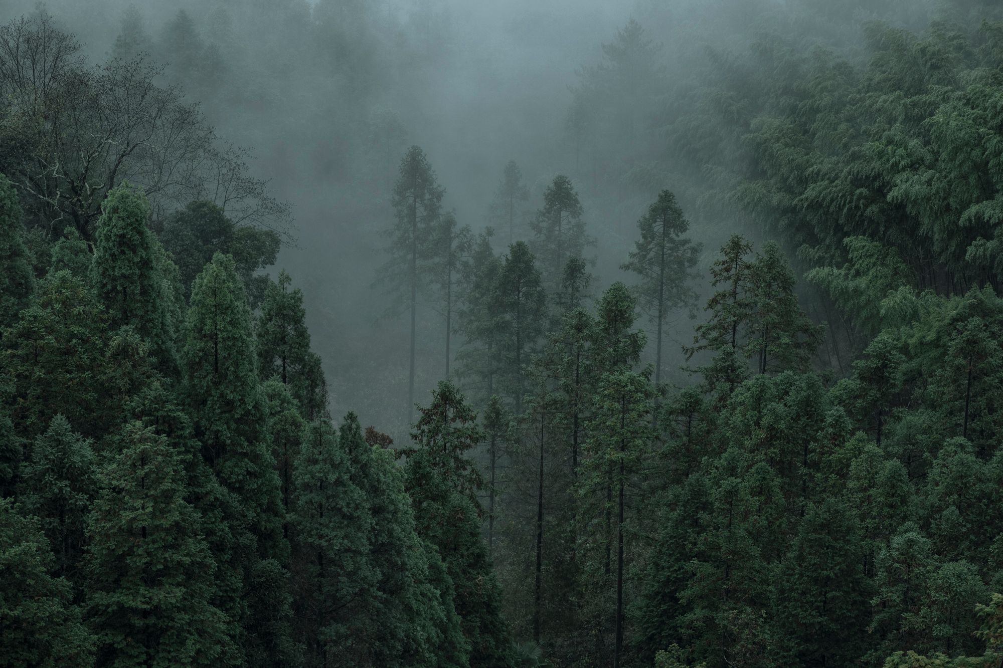 雾境（一）Foggy Mountain Tour