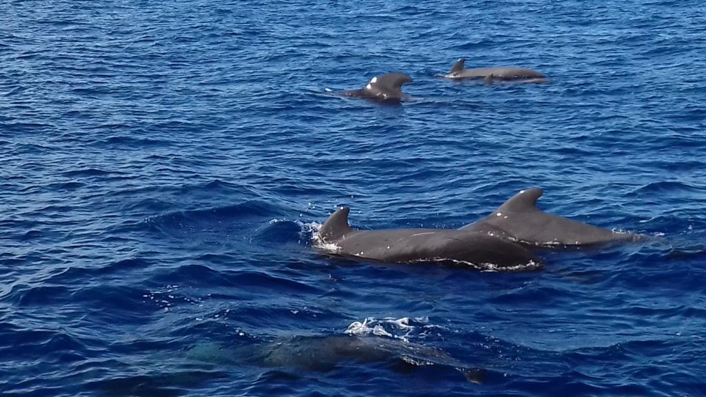 There be whales and dolphins in they waters