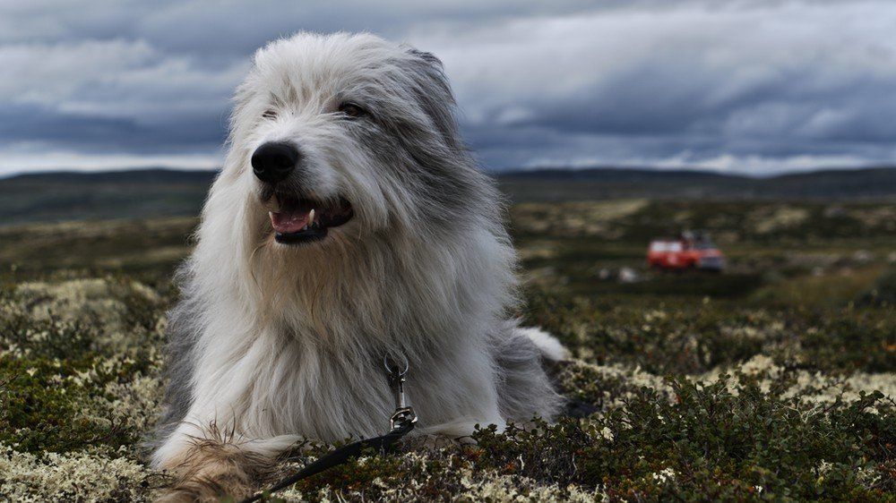 NORWEGEN MIT HUND: WICHTIGE INFORMATIONEN ZUR EINREISE