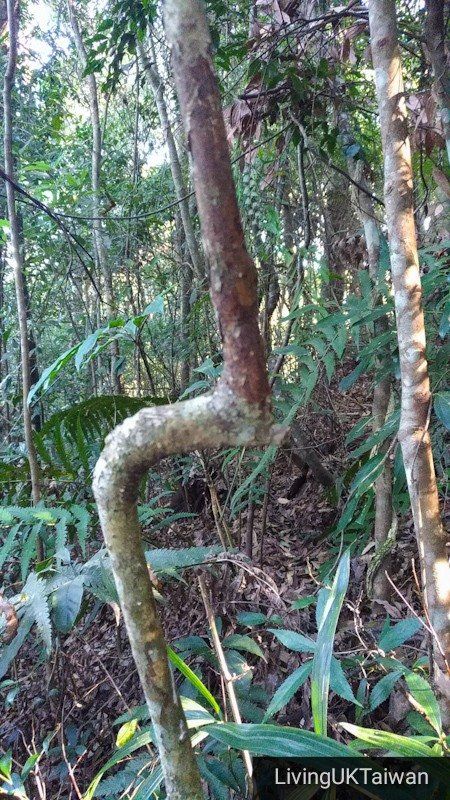 Hiking at Mount Baimao, Taiwan