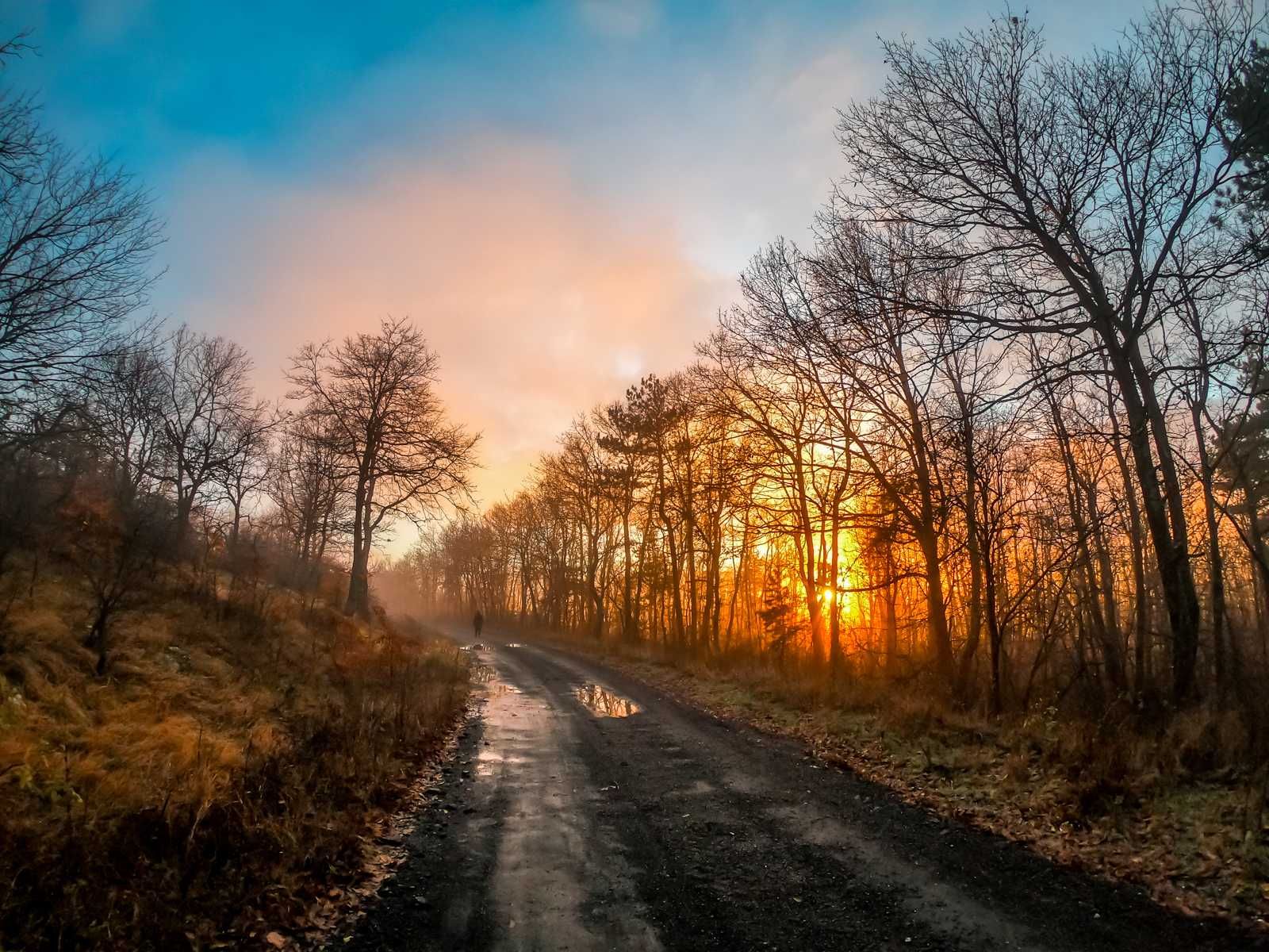 Autumn in Topolitsa forest