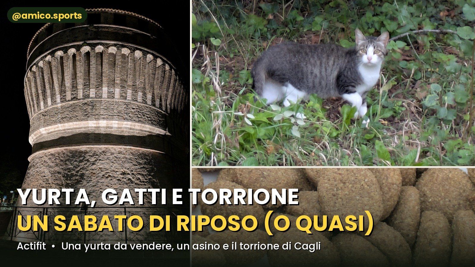 🛖🐴🐱🏰 Una yurta in vendita, un asino, gatti sempre più amici e il Torrione di Cagli | My Actifit Report Card: October 17 2026