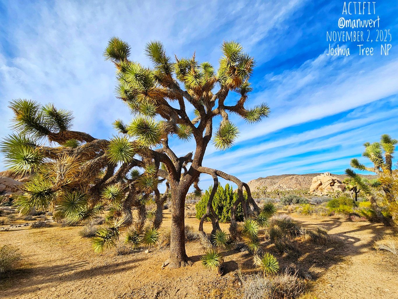Joshua Tree National Park - My Actifit Report Card: November 2 2025