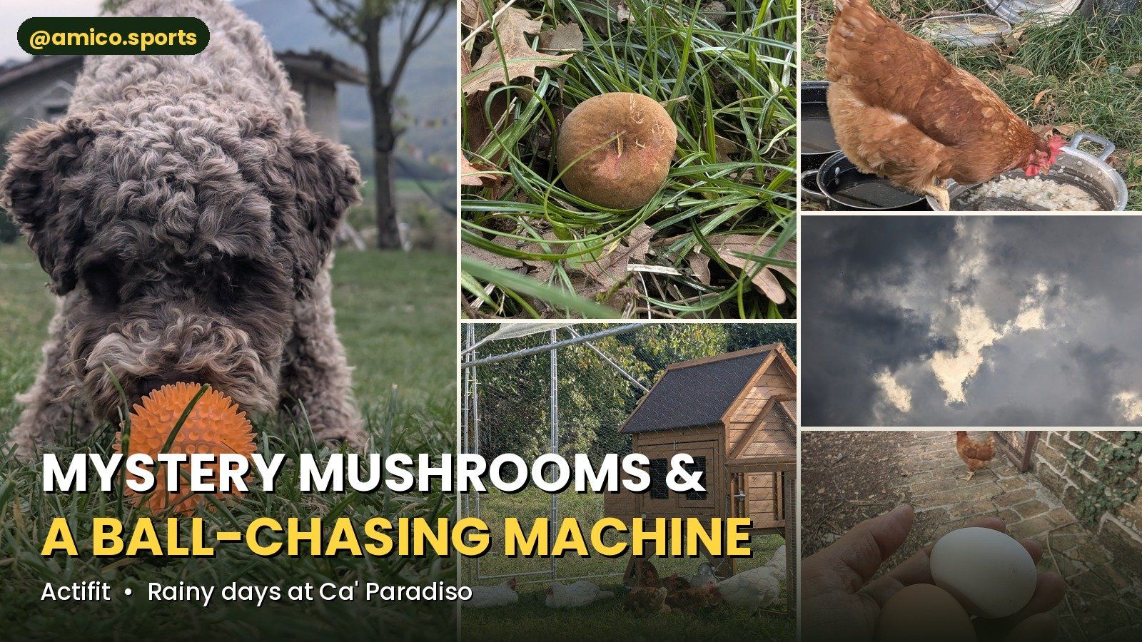 🍄🐔🌧️ Mystery Mushrooms, a Chicken Tractor & a Ball-Chasing Machine | My Actifit Report Card: October 5 2026