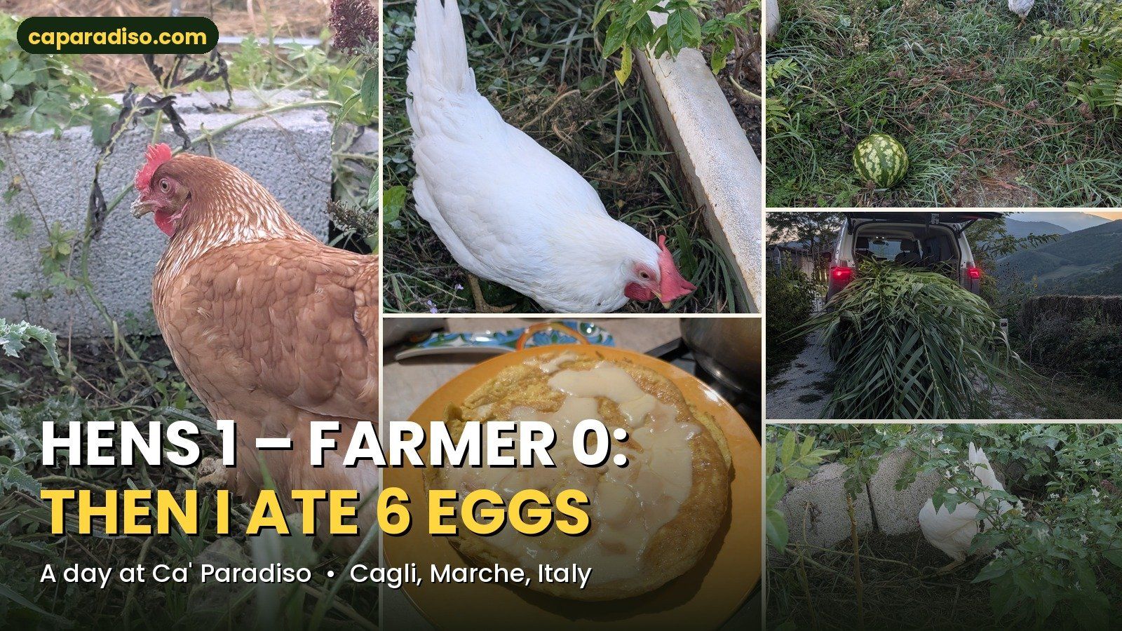 Hens 1 – Farmer 0