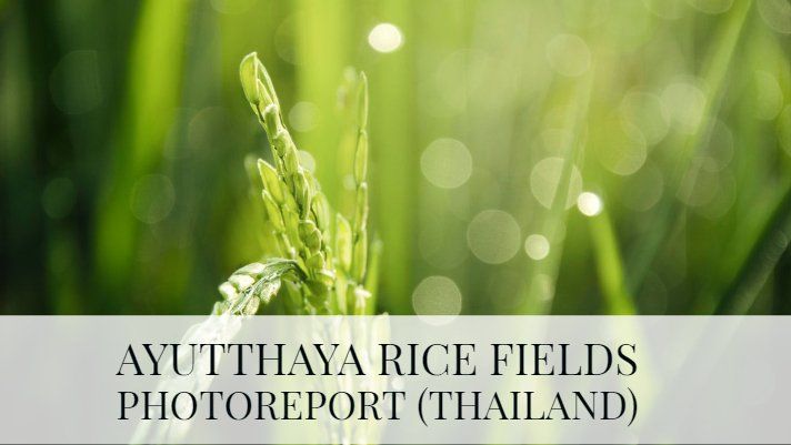 Ayutthaya Rice fields - Photoreport (Thailand)